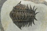 Crotalocephalus (“Cyrtometopus”) Trilobite - Scarce Species #241212-1